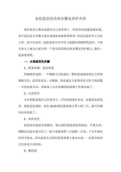 水培蒜苗的具体步骤及养护介绍