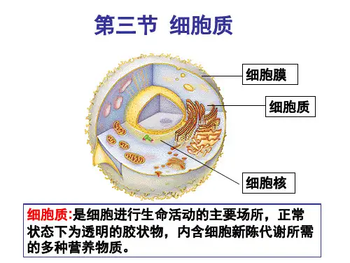 细胞质 高一生物浙科版必修1