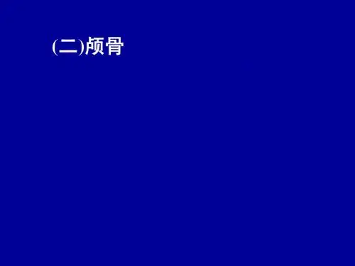 颅骨