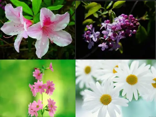 三年级语文上《花钟》92PPT课件 一等奖名师公开课比赛优质课评比试讲