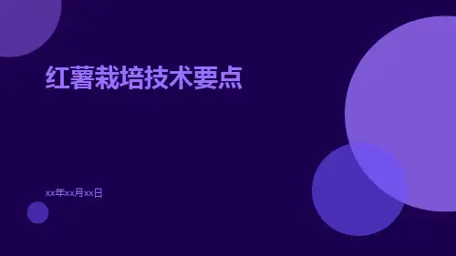 红薯栽培技术要点