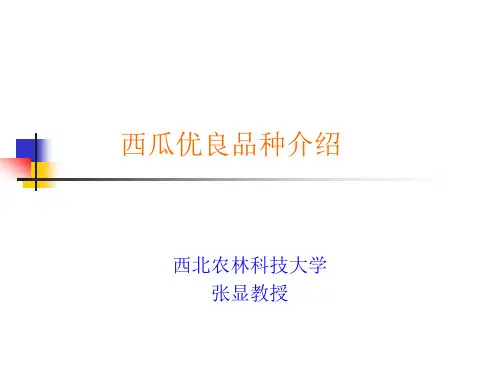西瓜新品种介绍