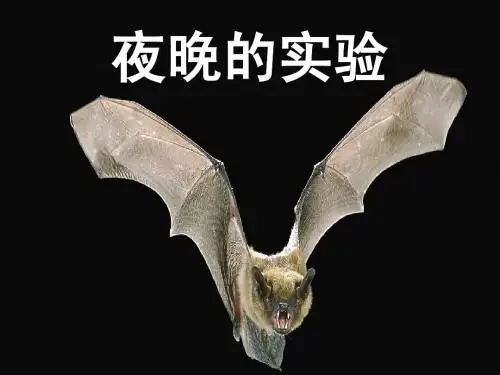 《夜晚的实验》ppt(课件)