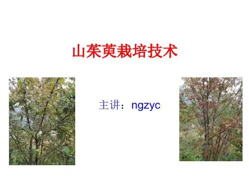 山茱萸栽培技术