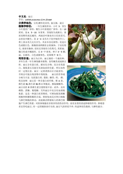 扁豆