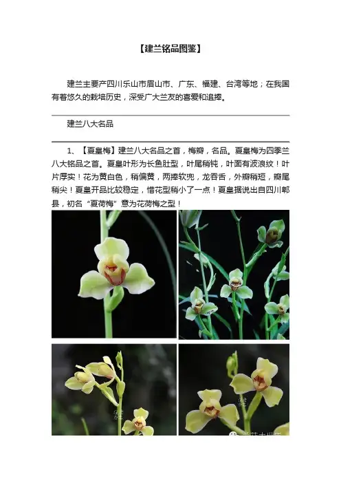 【建兰铭品图鉴】