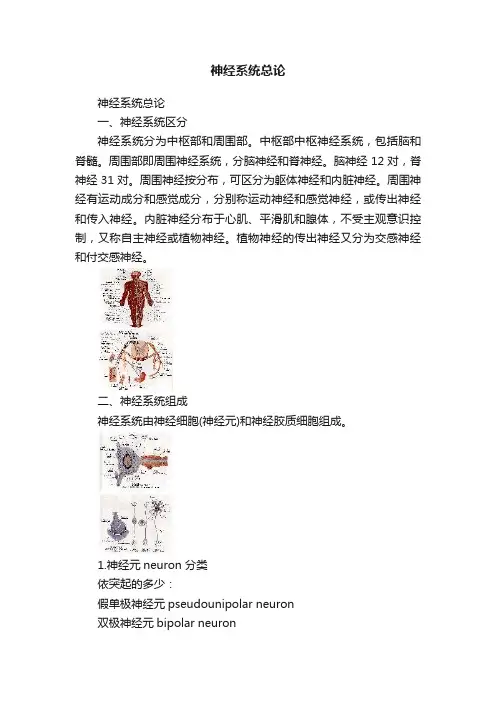 神经系统总论