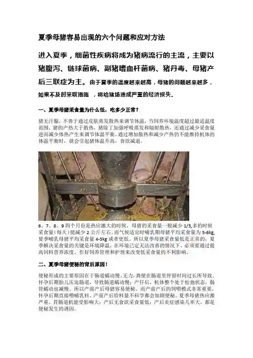夏季母猪容易出现的六个问题和应对方法