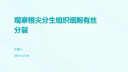 观察根尖分生组织细胞有丝分裂