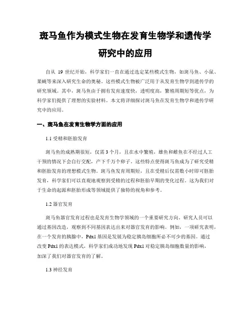 斑马鱼作为模式生物在发育生物学和遗传学研究中的应用