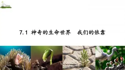 7.1神奇的生命  我们的依靠