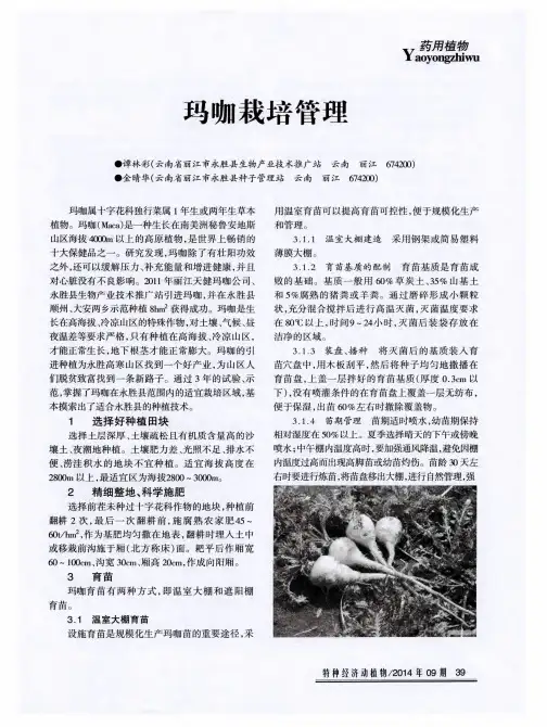 玛咖栽培管理