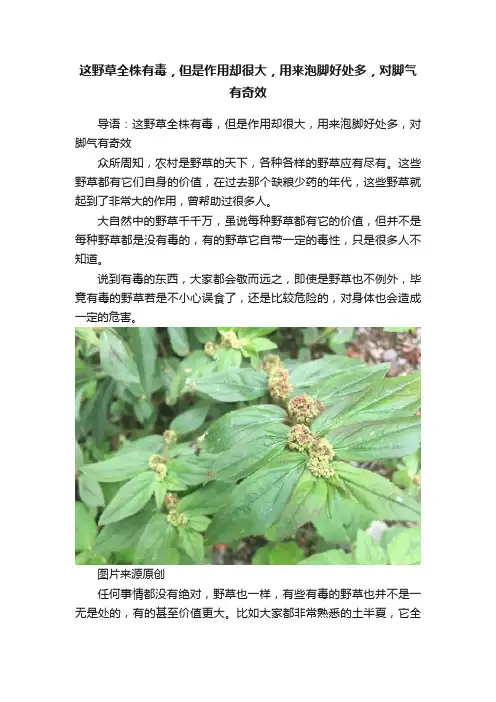 这野草全株有毒，但是作用却很大，用来泡脚好处多，对脚气有奇效