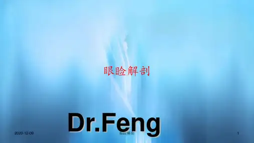 眼睑解剖(PPT课件)