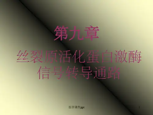 丝裂原活化蛋白激酶