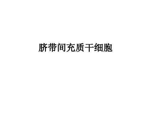 脐带间充质干细胞