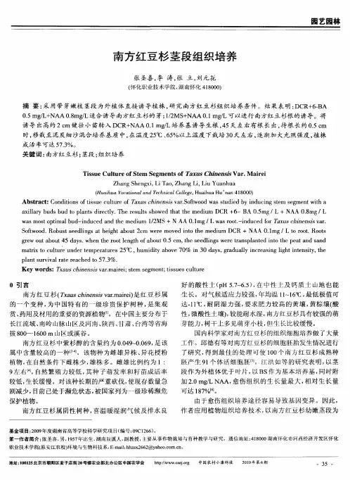 南方红豆杉茎段组织培养
