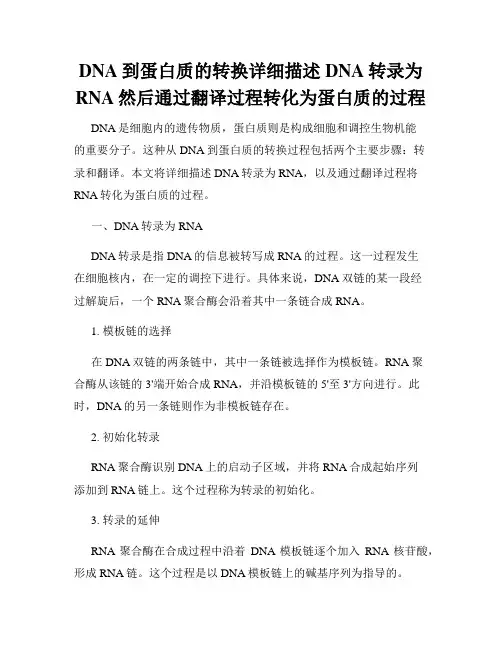 DNA到蛋白质的转换详细描述DNA转录为RNA然后通过翻译过程转化为蛋白质的过程