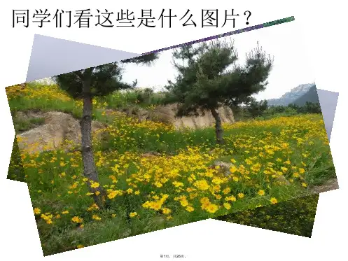 14.《让它们自由生息》课件