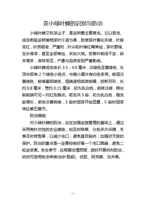 茶小绿叶蝉的识别与防治