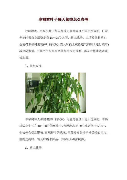 幸福树叶子每天都掉怎么办啊