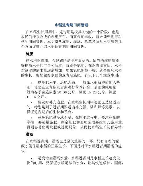 水稻返青期田间管理
