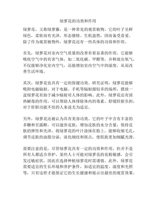 绿萝花的功效和作用