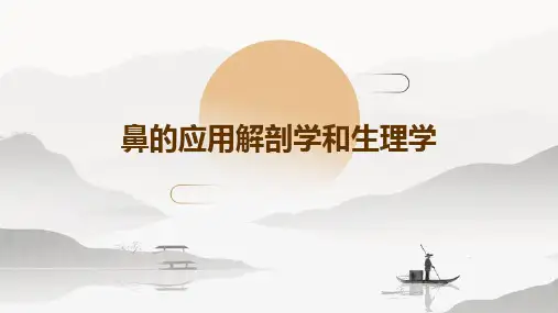 鼻的应用解剖学和生理学