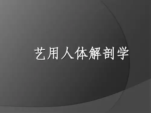 艺用人体解剖学