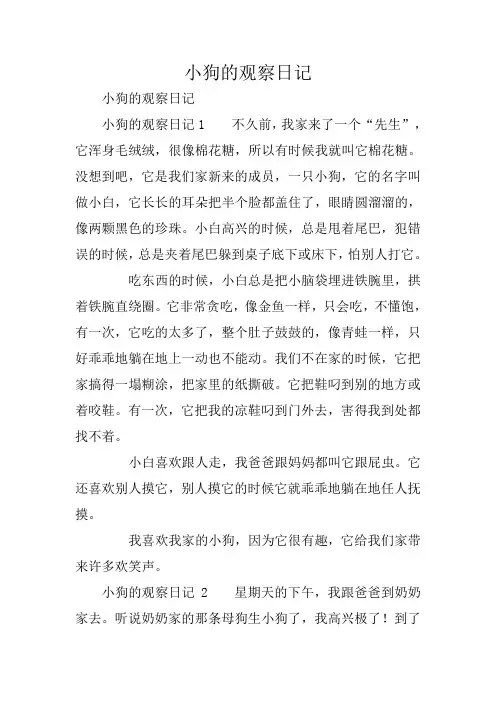 小狗的观察日记