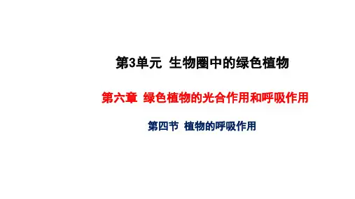 植物的呼吸作用 教学课件 苏教版七年级生物上册