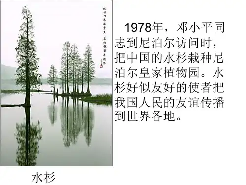 七年级生物我国的珍稀植物(PPT)5-3