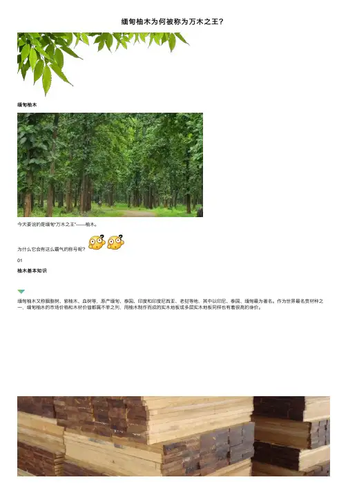 缅甸柚木为何被称为万木之王？