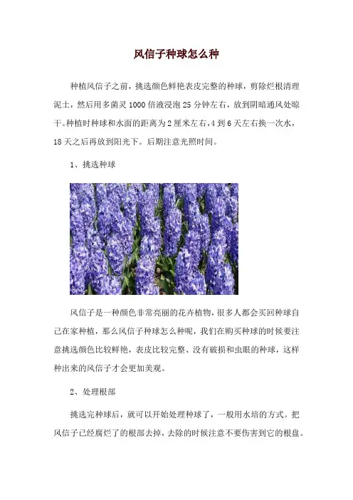 风信子种球怎么种