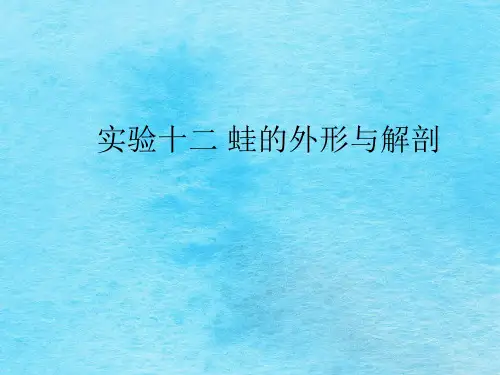 实验12蛙的解剖ppt课件