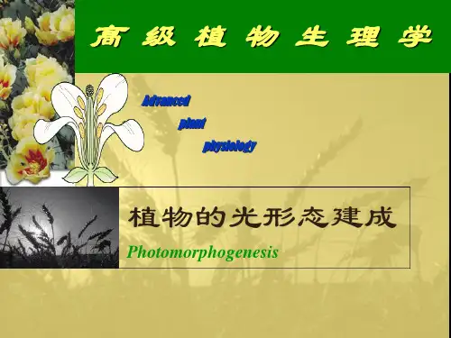 高等植物生理学-植物的光形态建成