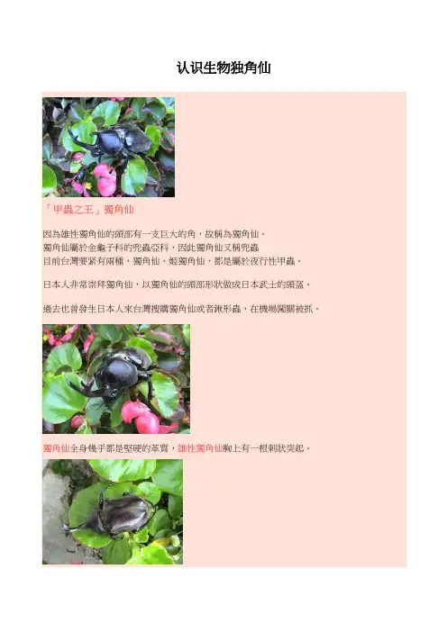 认识生物独角仙