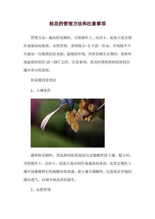 桂花的管理方法和注意事项