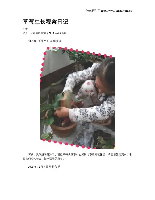 草莓生长观察日记