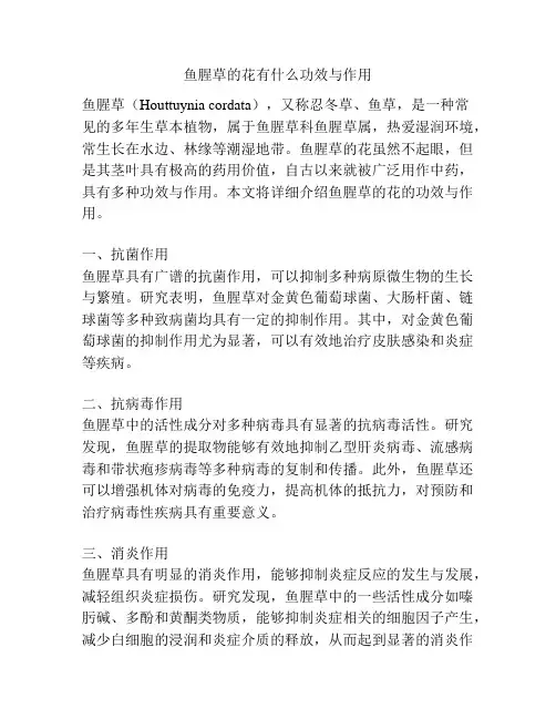 鱼腥草的花有什么功效与作用