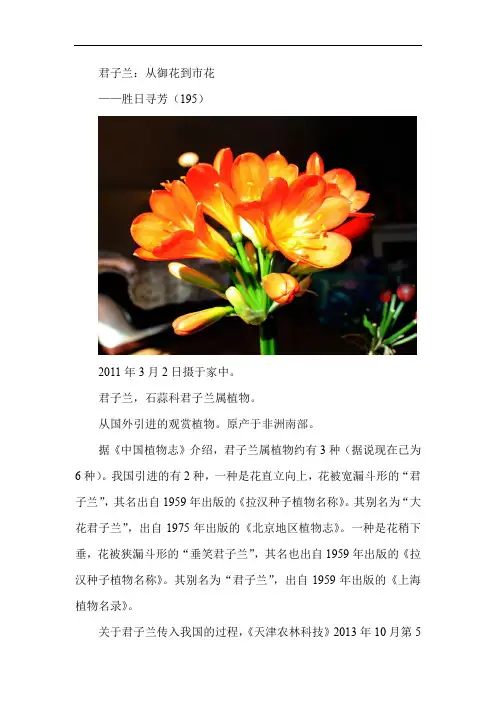 君子兰——胜日寻芳(195) 有图