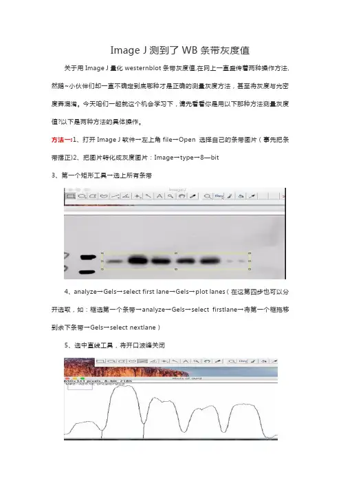 WB灰度值测定