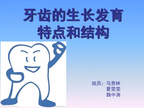 牙齿的生长发育