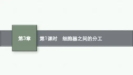 人教版高中生物学必修1精品课件 第3章 细胞的基本结构 第2节 第1课时 细胞器之间的分工