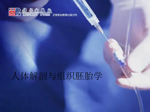 人体解剖学课件-消化系统