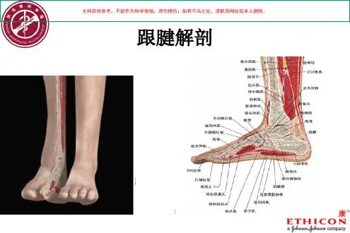 跟腱断裂术后康复流程图课件