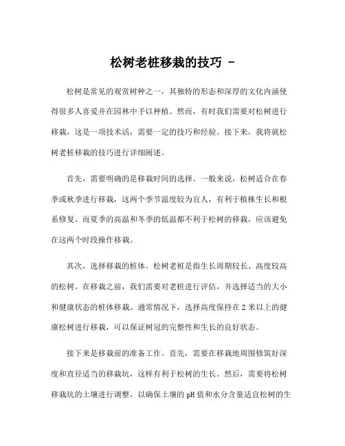 松树老桩移栽的技巧 -