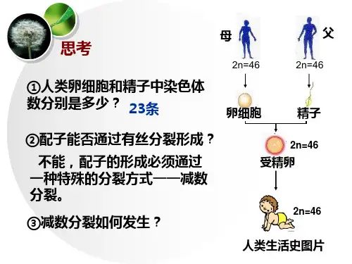 人教版高中生物必修二 2.1减数分裂(共17张)