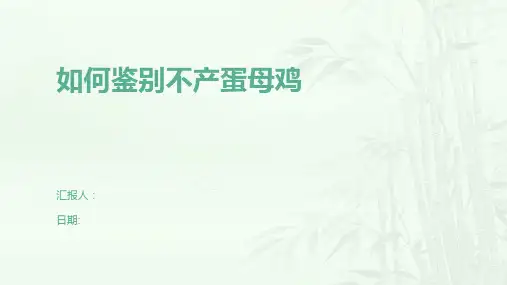 如何鉴别不产蛋母鸡