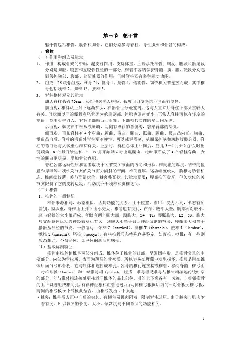 躯干骨